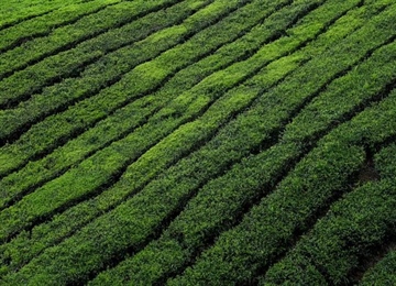 Tea: A Beverage With Thousands of Years of History