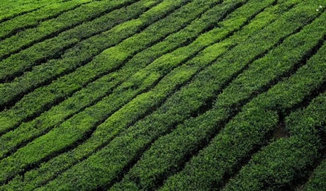 Tea: A Beverage With Thousands of Years of History