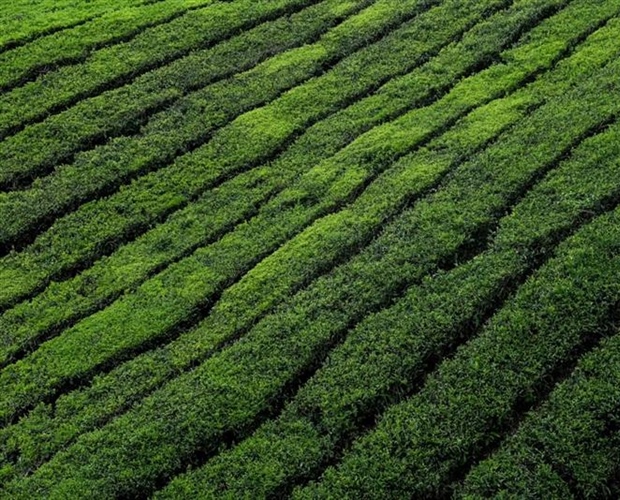 Tea: A Beverage With Thousands of Years of History