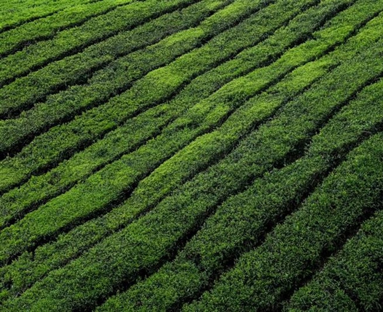 Tea: A Beverage With Thousands of Years of History