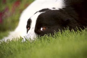 Dogs