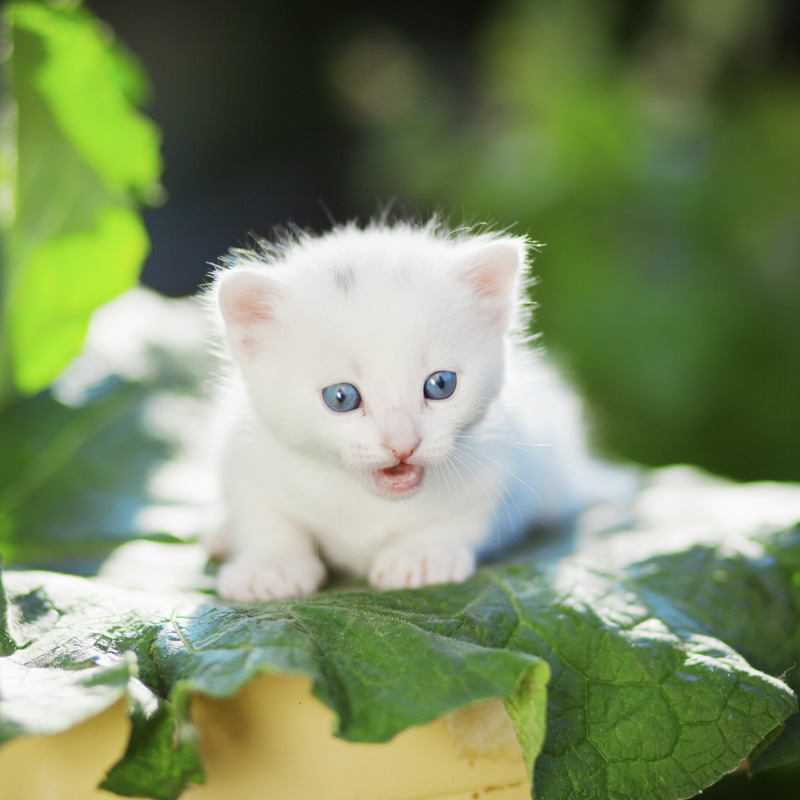 1109